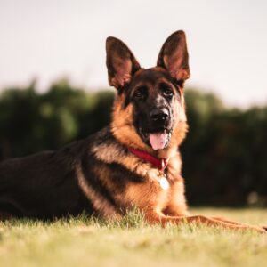 K-9’s